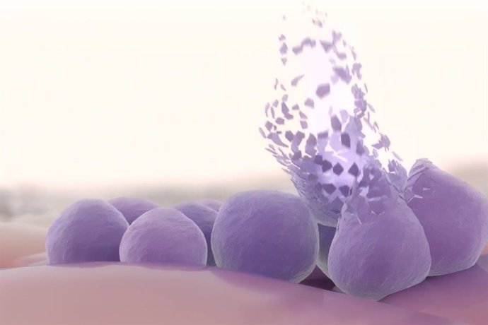 Staphylococcus aureus cells undergoing lysis by the action of XZ.700