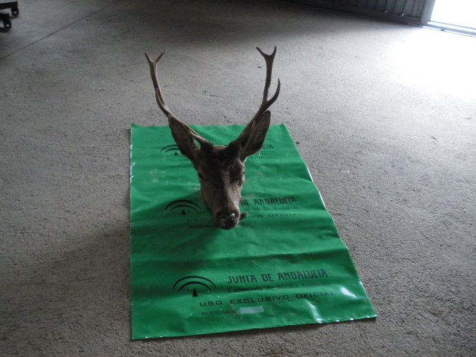 Archivo - El servicio de Agentes de Medio Ambiente y de Guardas de Caza de la Agencia de Medio Ambiente y Agua de la Junta de Andalucía han interpuesto una denuncia por caza ilegal a dos personas tras intervenirles en Alcóntar (Almería) la cabeza de un 