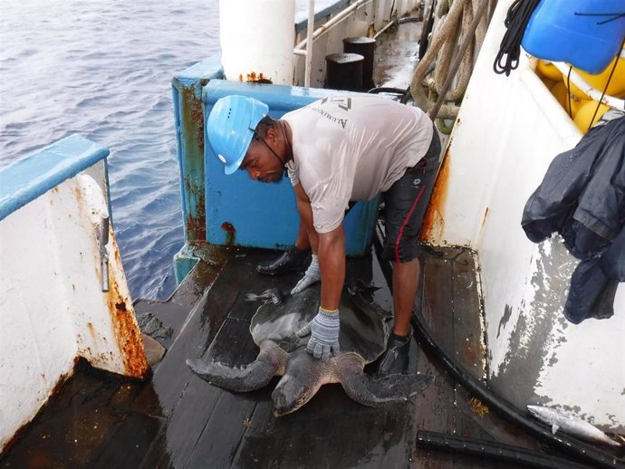 Pescador de la flota atunera de Opagac devuelve al mar una tortuga capturada de manera accidental.