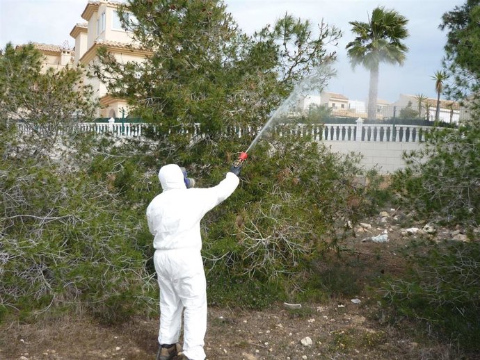 Archivo - Tratamiento contra la procesionaria en pinos