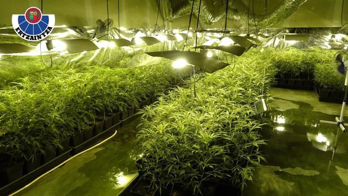 Plantación de marihuana desmantelada en Trapagaran (Bizkaia)