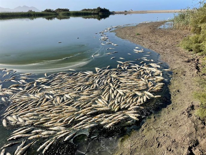Archivo - Peces muertos en la laguna de Rambla Morales, en Almería.