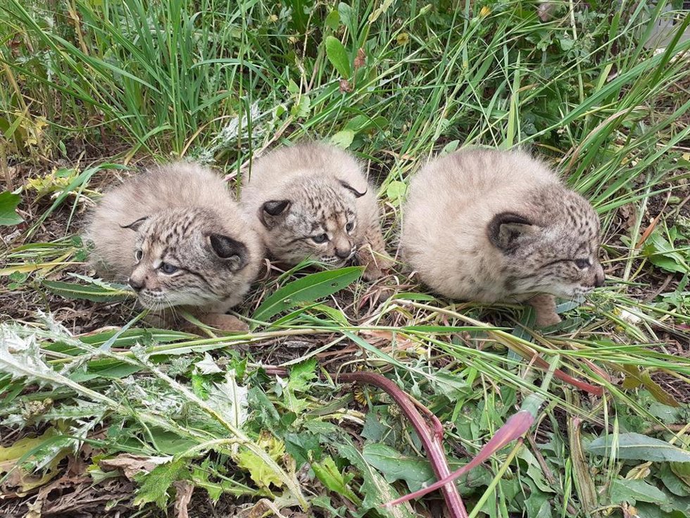 Una lince hembra en Jaén acoge en su nueva camada a un cachorro de Cáceres repudiado por su madre