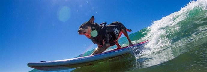 Un perro en una tabla de surf
