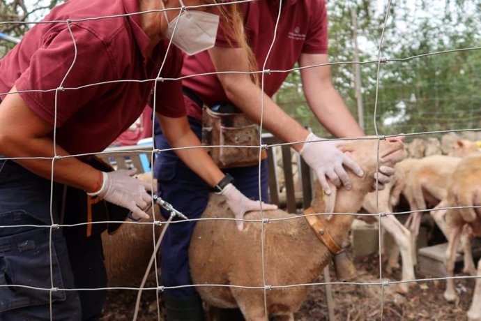 Agricultura inicia la vacunación de ganado ovino y vacuno contra el virus de la lengua azul.