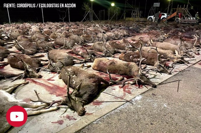 Ciervos abatidos en una cacería en (Villaviciosa) Córdoba.