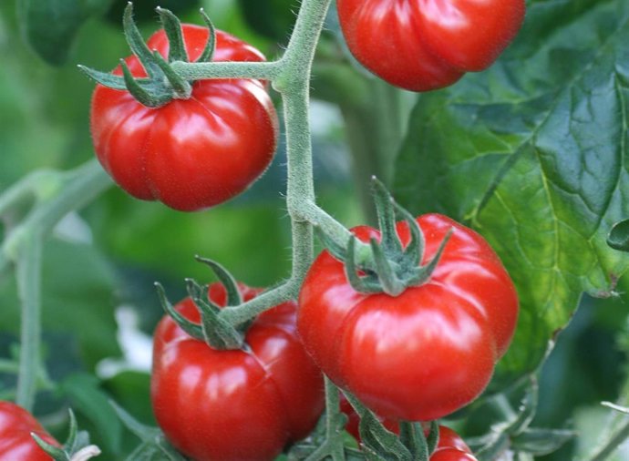 Archivo - Imagen de recursio de tomate 