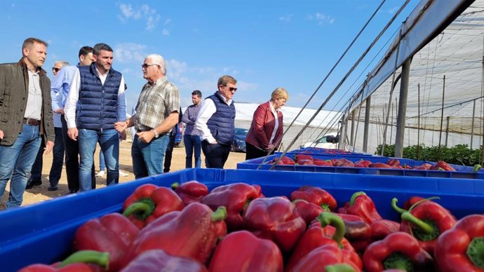El consejero Antonio Luengo, durante la visita a una finca de cultivo de pimiento en Torre Pacheco