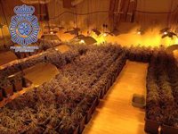 Dos detenidos tras la incautación de un millar de plantas de marihuana en una nave de Alcalá de Guadaíra (Sevilla)