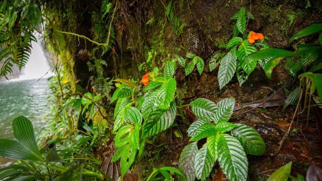 Durante mucho tiempo consiferada extinguida, Gasteranthus extintctus se encontró creciendo junto a una cascada en Bosque y Cascada Las Rocas, una reserva privada en la costa de Ecuador.
