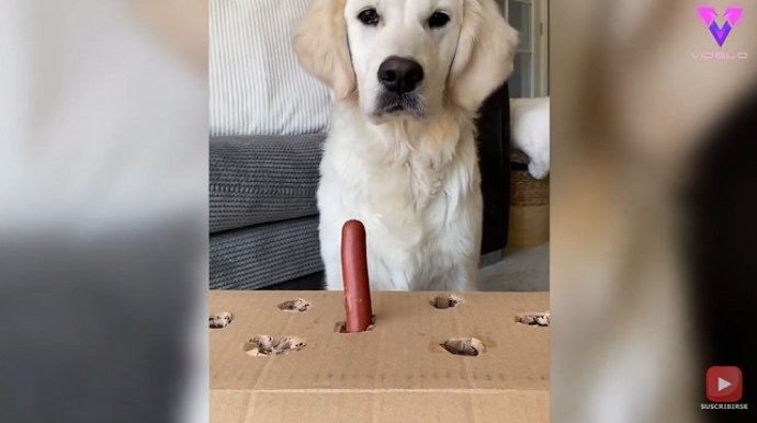 Divertido juego para perros | Golden Retriever confuso