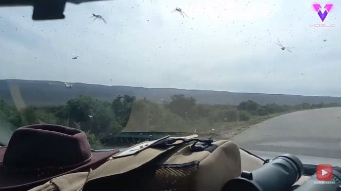 Enorme plaga de saltamontes en Sudáfrica (Parece que estuviera nevando)