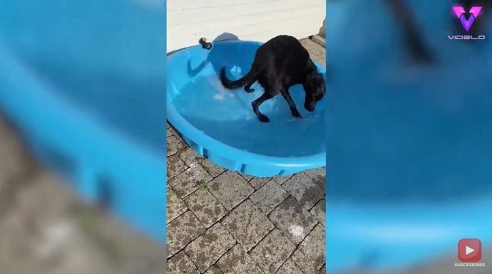 La emoción de un perro cuando le regalaron una piscina