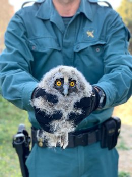 El búho chico encontrado.