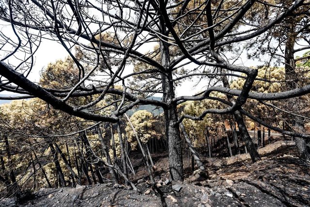 Archivo - Zonas quemadas por el incendio de Sierra Bermeja, en el área de Puerto de Peñas Blancas a 14 de septiembre 2021 en Estepona (Málaga) Andalucía