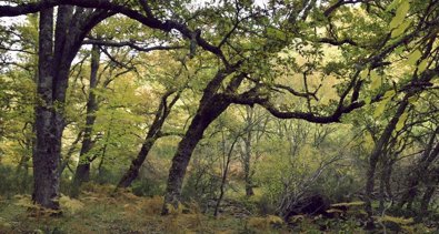 Medio Ambiente