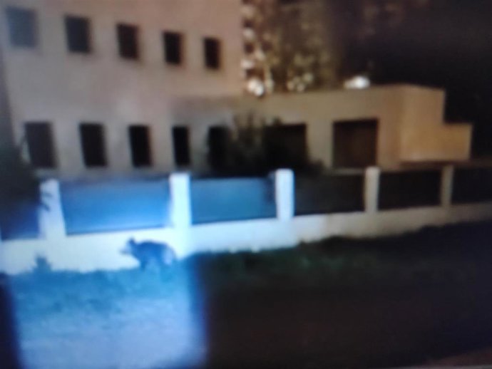 El jabalí, en Pamplona.