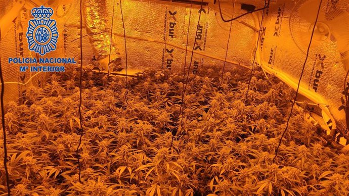 Plantación de marihuana en el interior de la vivienda.