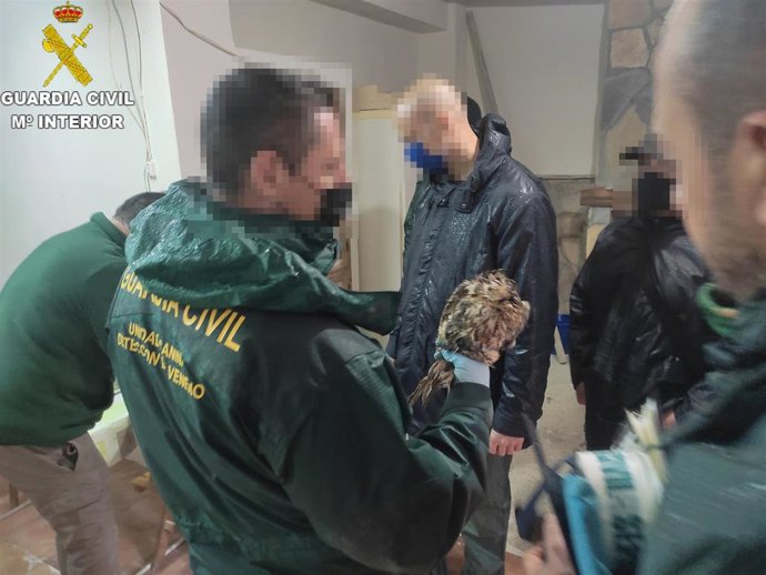 La Guardia Civil rescata a un Cárabo en una inspección de una explotación agropecuaria en Barxeta (Valencia)