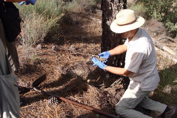 Análisis de la ecología bacteriana de las raíces de los árboles