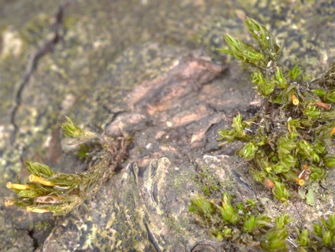 Varios espacios de Álava albergan un musgo en peligro de extinción