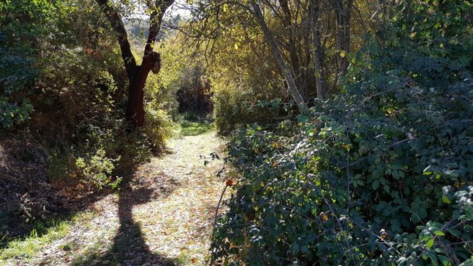 Un sendero de la provincia de Huelva.