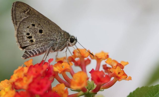 Mariposa en Malasia.