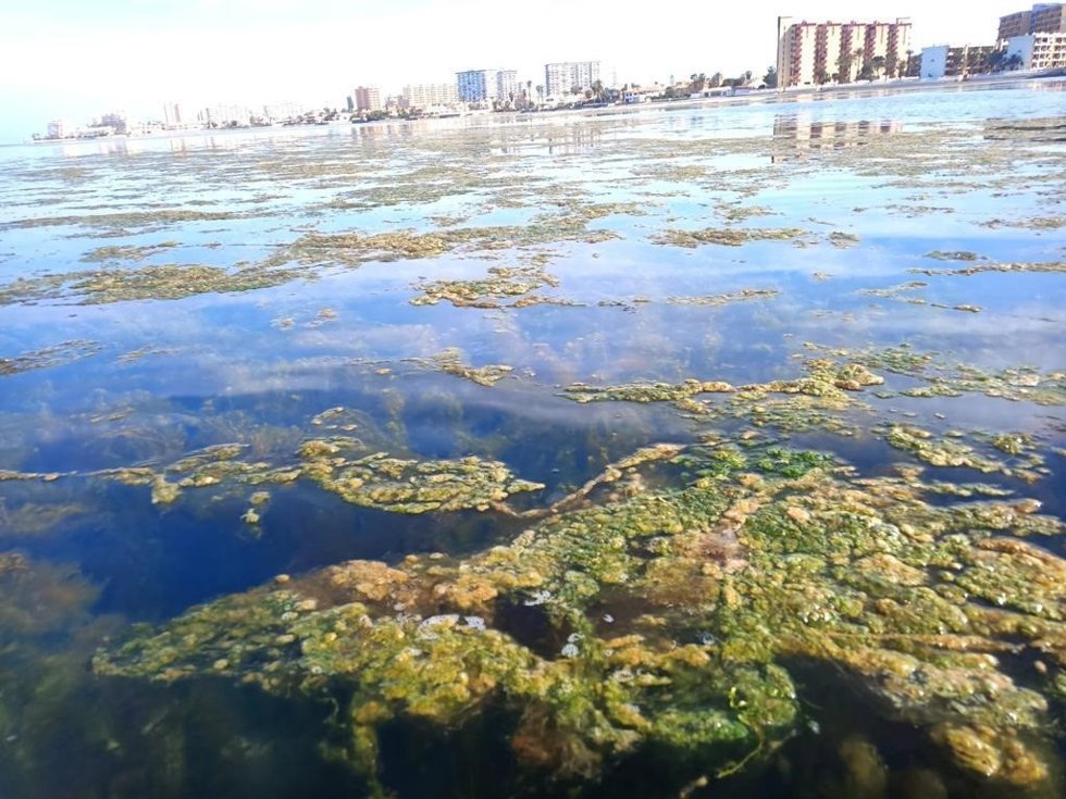 Algas en el Mar Menor