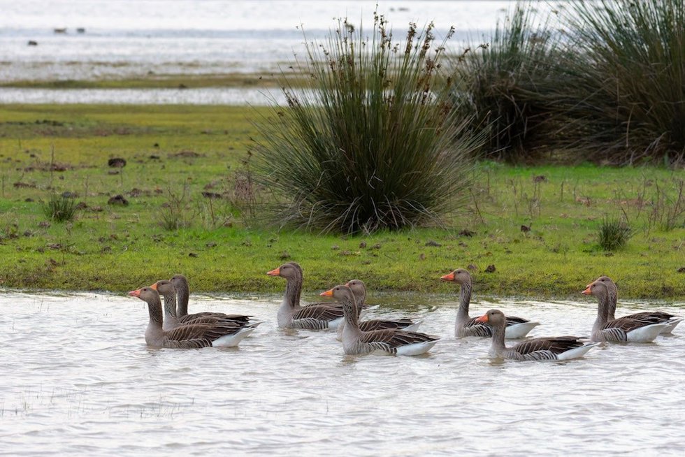 Ánsares comunes en la marisma de El Rocío (Huelva).