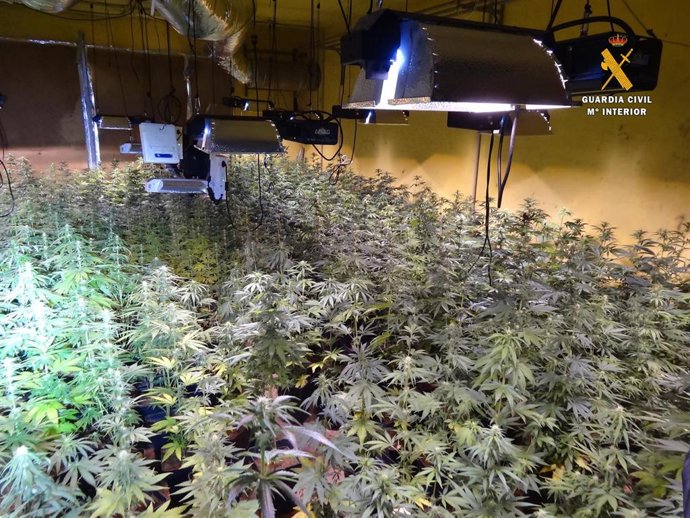 Siete investigados por un cultivo de 476 plantas de marihuana en un cortijo de Gérgal (Almería)