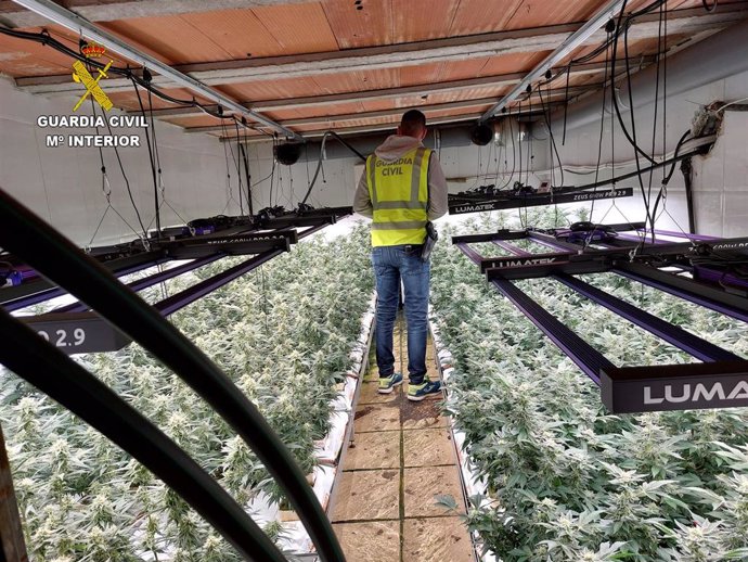 La Guardia Civil desarticula un cultivo de marihuana con 1472 plantas en la localidad de Méntrida.