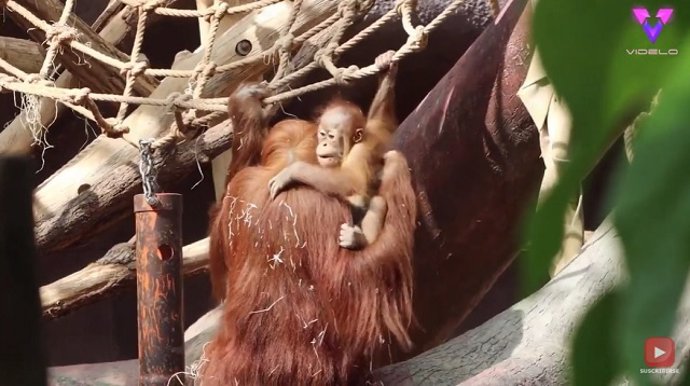 Adorable bebé de orangután jugando en el zoo