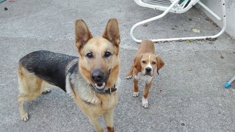 Archivo - Perros.