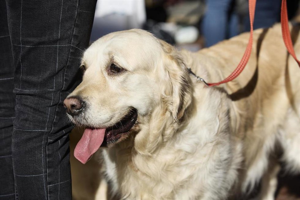 Archivo - Un perro en un desfile de mascotas.