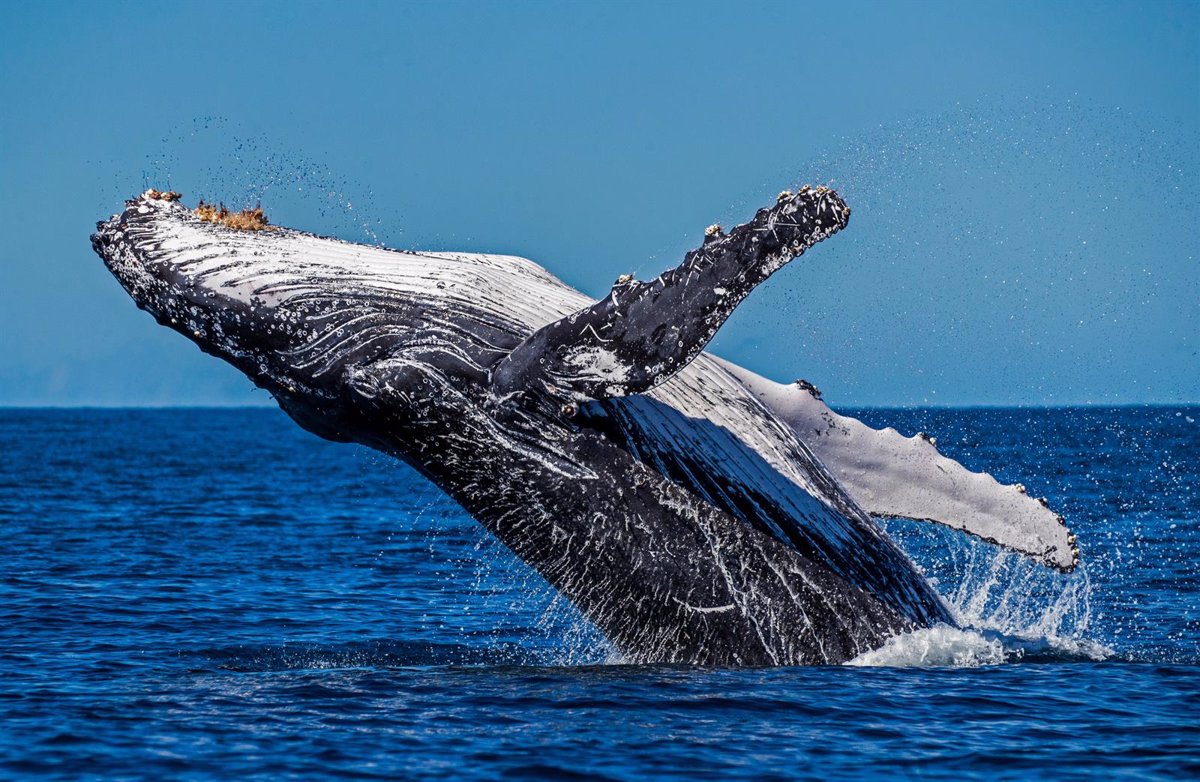 Pesimista cabina 945 Científicos descubren y registran por primera vez un nuevo sonido de ballena  jorobada