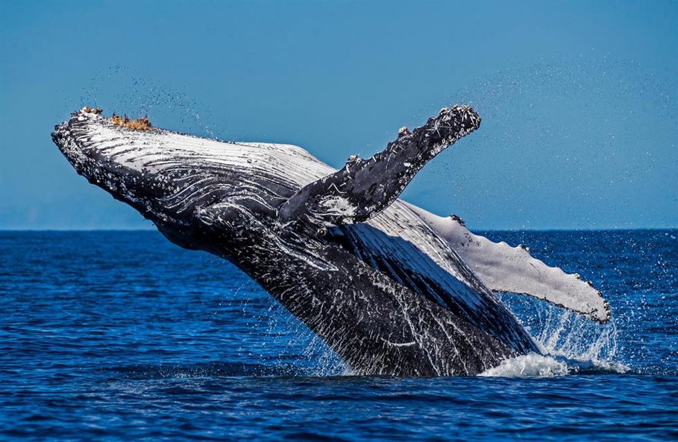 Archivo - Ballena Jorobada en la Gran Barrera de Coral