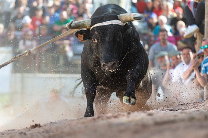 Archivo - Un toro 'ensogao' en las fiestas de San Marcos.