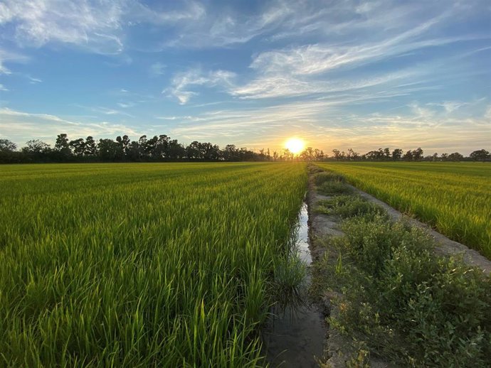 Kellogg presenta los últimos avances realizados sobre sus compromisos de nutrición, medioambientales y sociales
