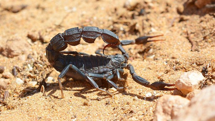 Androctonus mauretanicus en Marruecos.