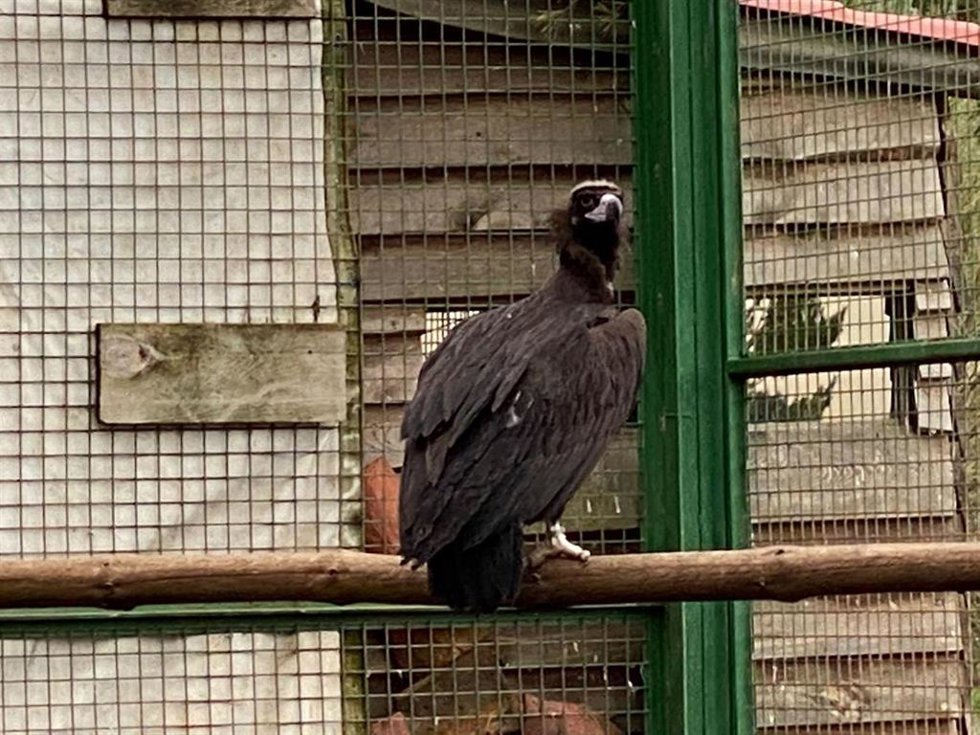 Un buitre negro en el punto de reintroducción de esta especie en la Sierra de la Demanda, en Burgos.