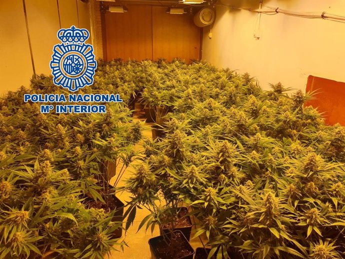 Marihuana intervenida en tres viviendas de Almería.