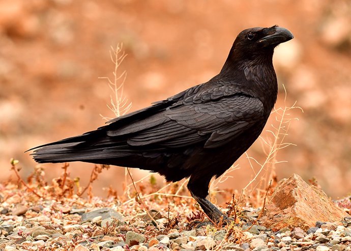 Archivo - Un cuervo es cualquiera de varias especies de aves de cuerpo más grande del género Corvus.