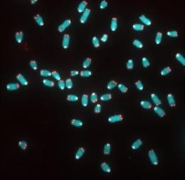 Archivo - Telómeros en la división celular.