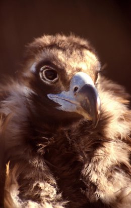 Archivo - Imagen del buitre negro (voltor negre)