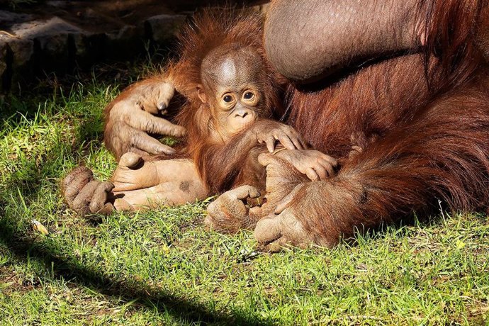 Bioparc Fuengirola participa en el nacimiento de 84 animales amenazados en los últimos cinco años