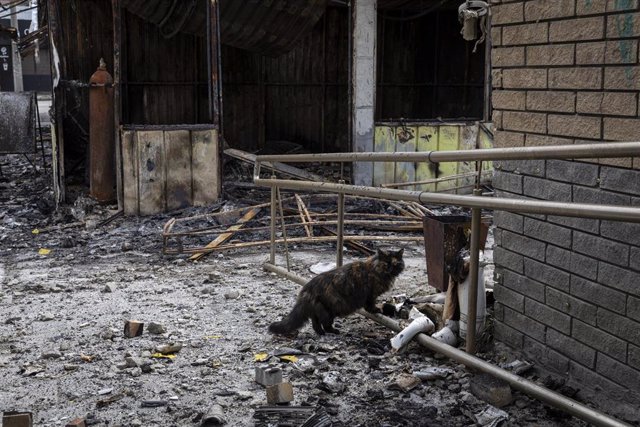 Un gato camina entre los escombros después de un ataque en Kharkov