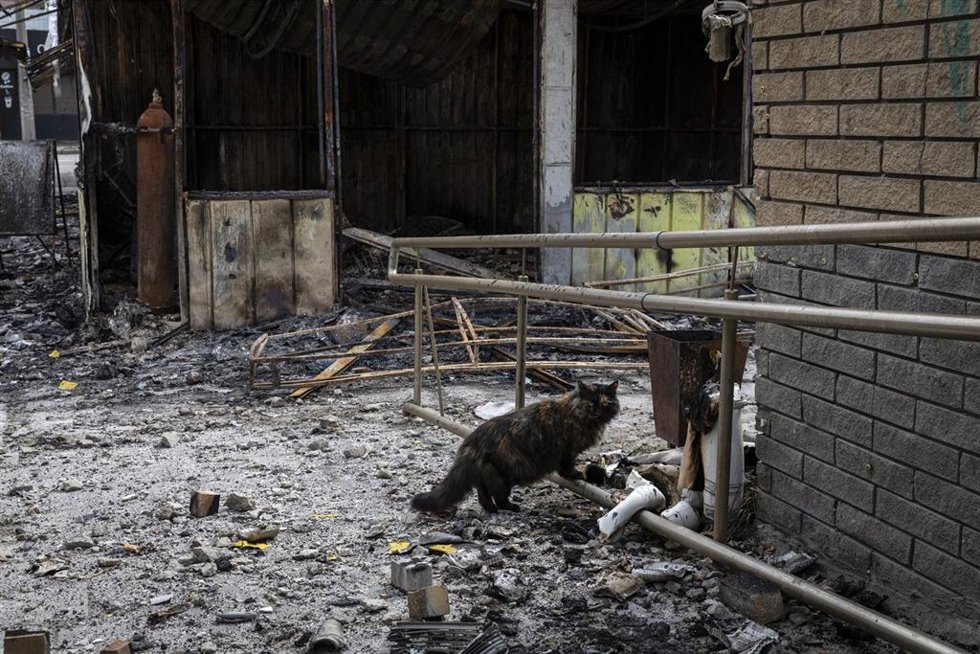 Un gato pasea entre los escombros tras u ataque en Járkov