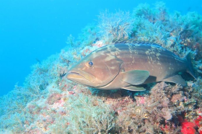 Imagen de la recuperación de la biomasa en la Reserva Marina del Freu de Sa Dragonera en Mallorca.