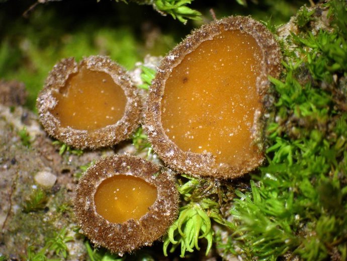 Publican el primer catálogo de flora micológica de S'Albufereta.