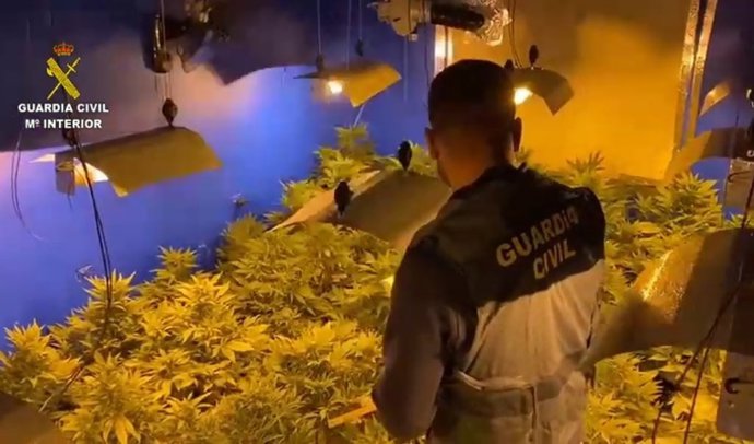 La Guardia Civil desmantela una plantación de marihuana en Algaida.